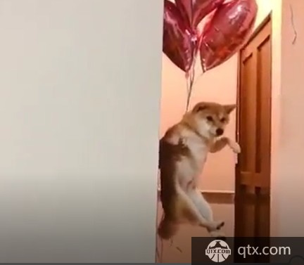 罗马官推 在积分榜上升的感觉像是小柴犬起飞