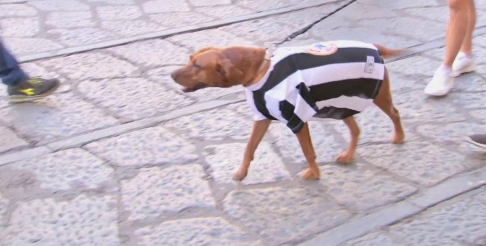 欧冠小组赛即将打响！在米兰街头一只身穿纽卡球衣的狗狗