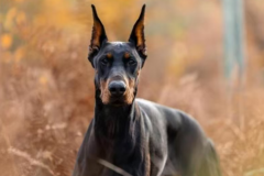 伊萨克买杜宾加强安保 近期多次收到死亡威胁