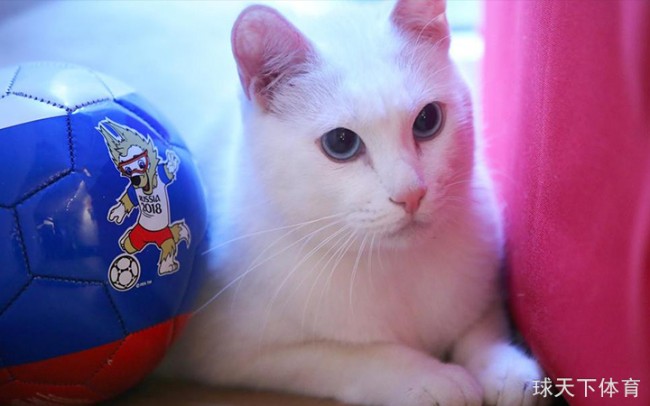 世界杯趣闻：预言猫阿喀琉斯，来自圣彼得堡的萌物