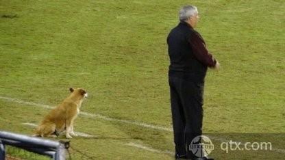 巴拉圭球队主帅有一只热爱足球的“助教狗”