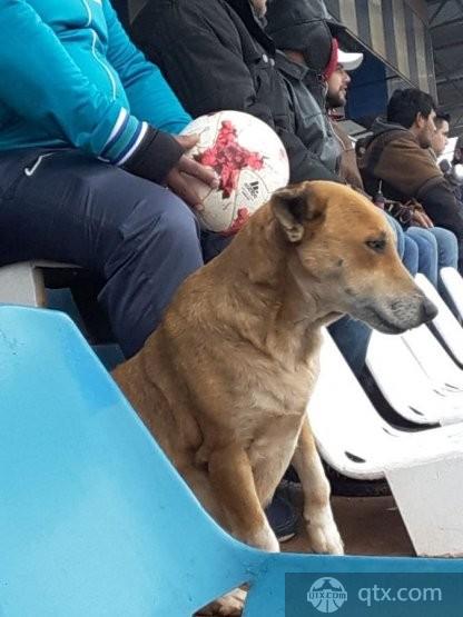 巴拉圭球队主帅有一只热爱足球的“助教狗”